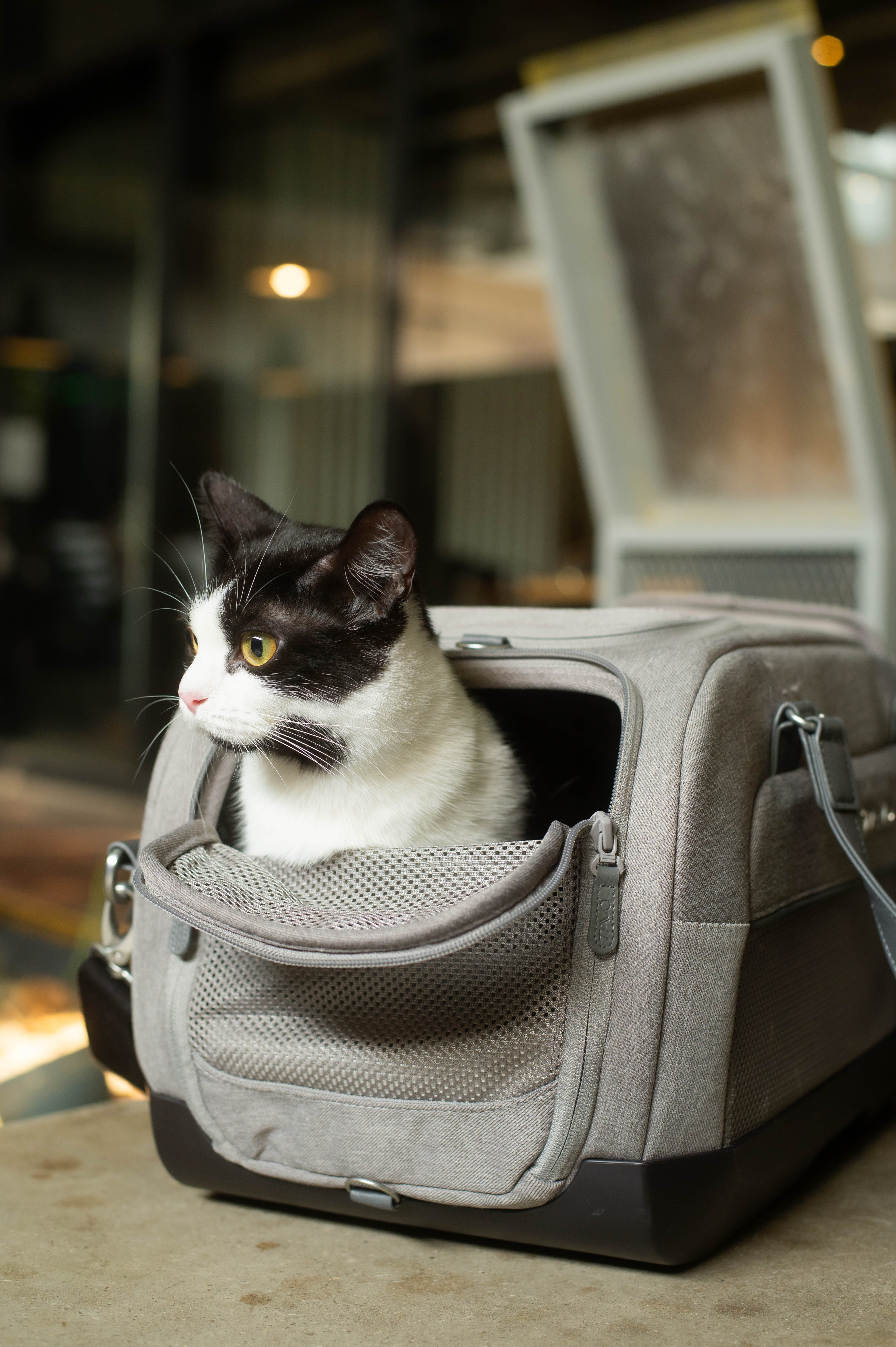 TAVO Dupree II Airline Pet Carrier & Car Seat