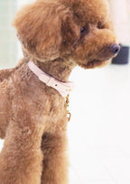 Arkika Microfiber Collar