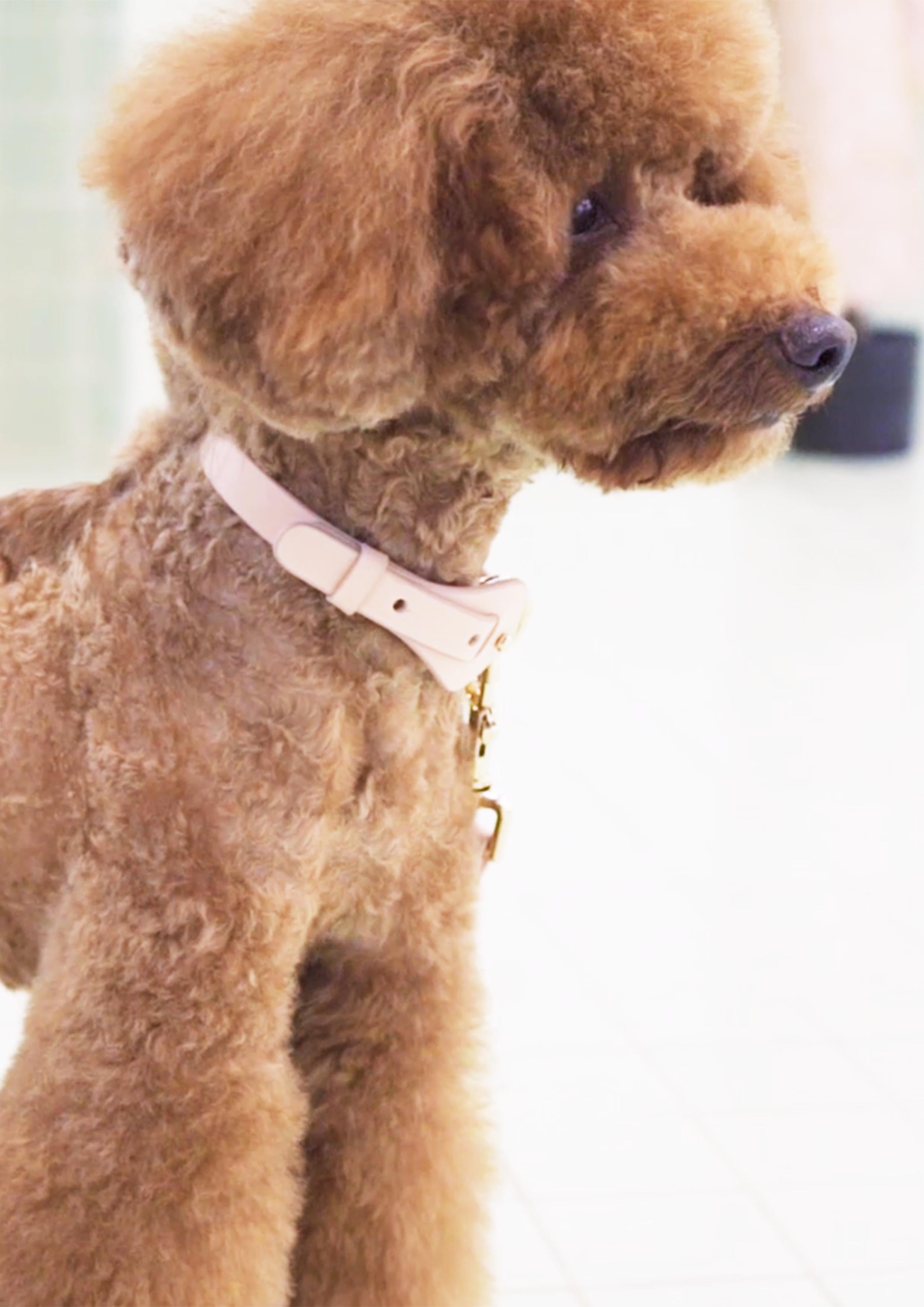 Arkika Microfiber Collar