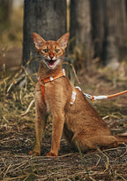 Zooland Harness & Leash Set (Orange)