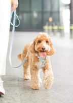 Lite Maxi Harness (Cornflower)