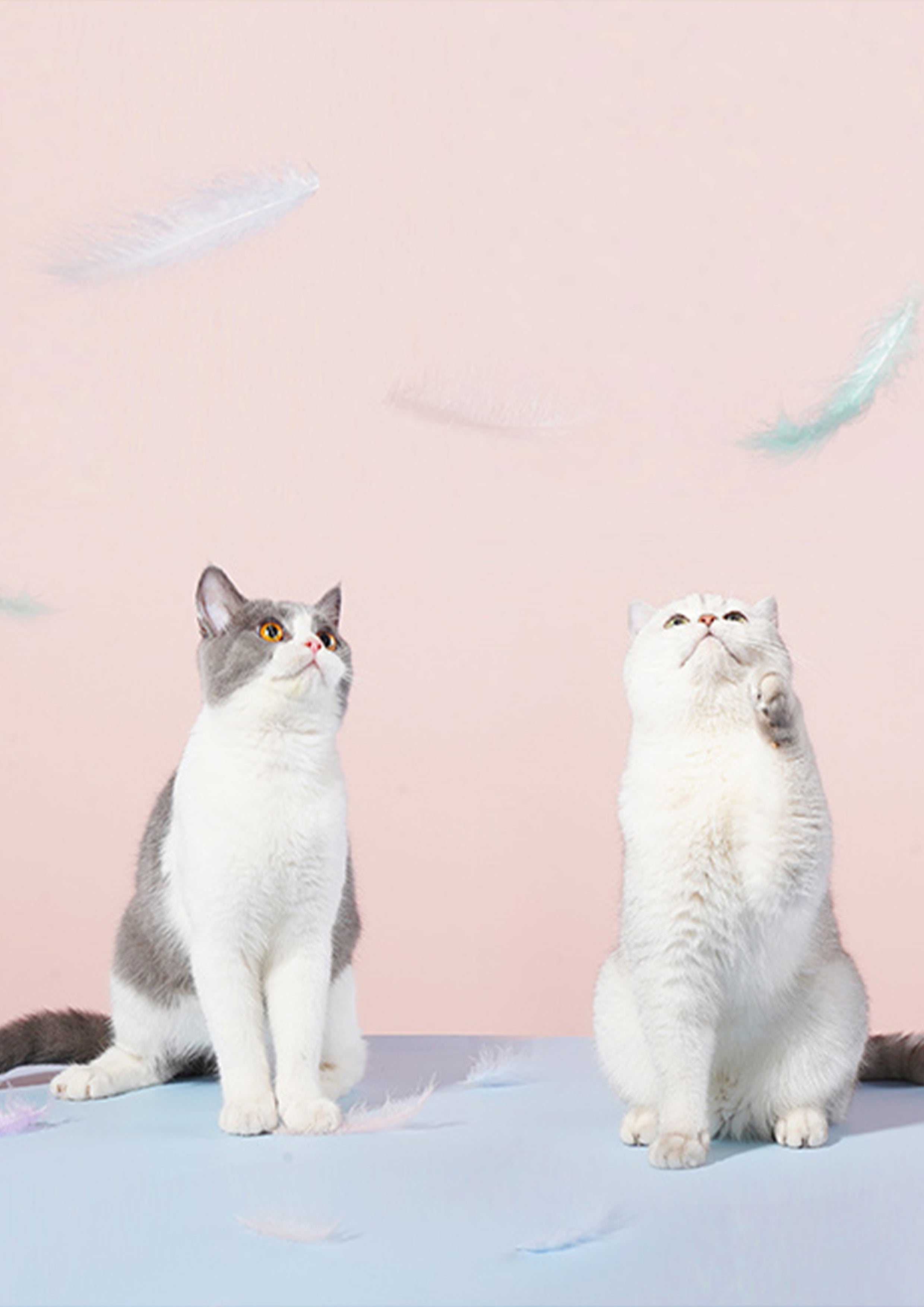Unicorn Cat Teaser