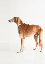 BREIT Collar