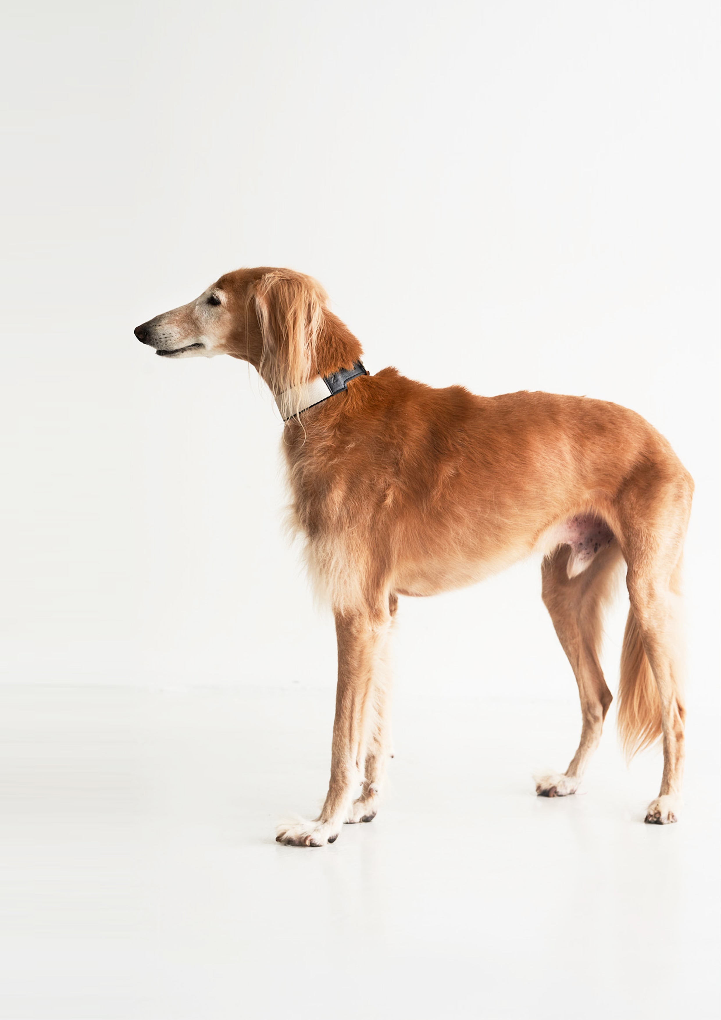 BREIT Collar