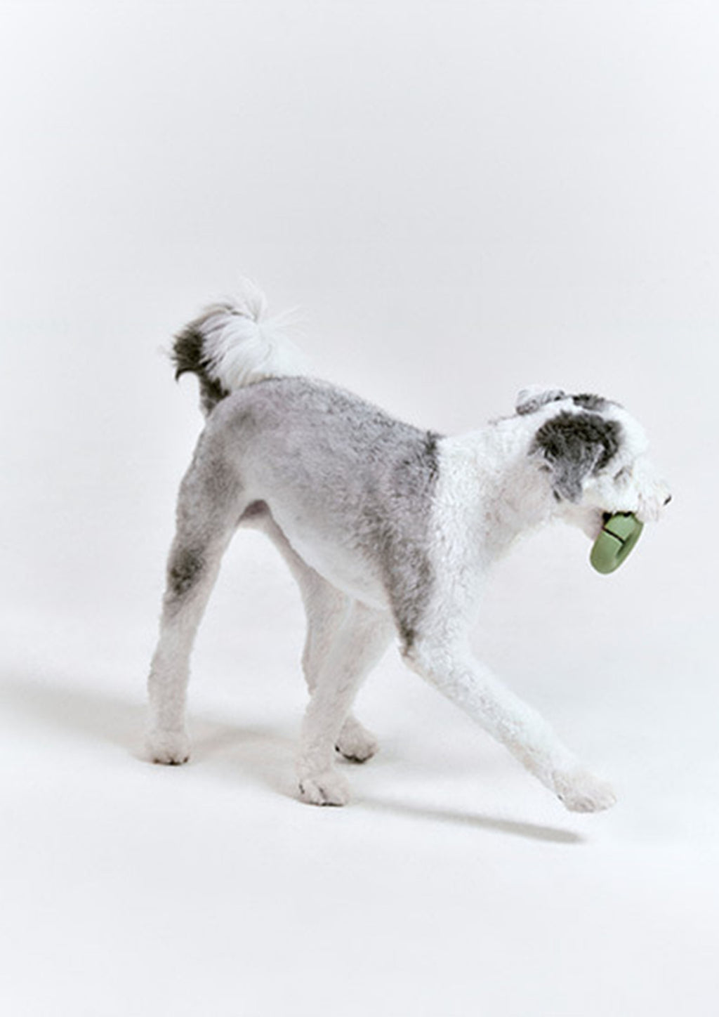 Gori (Olive Green)