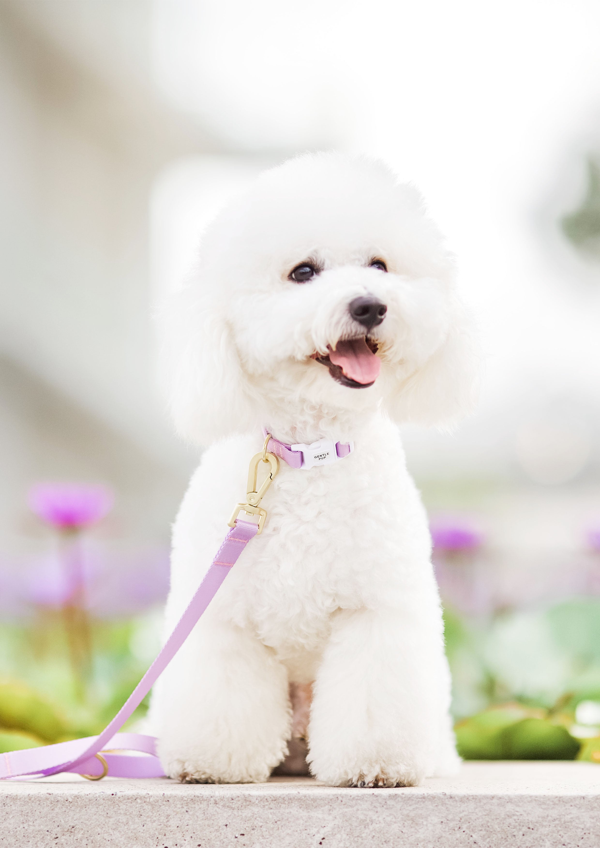 Lite Collar (Taro)