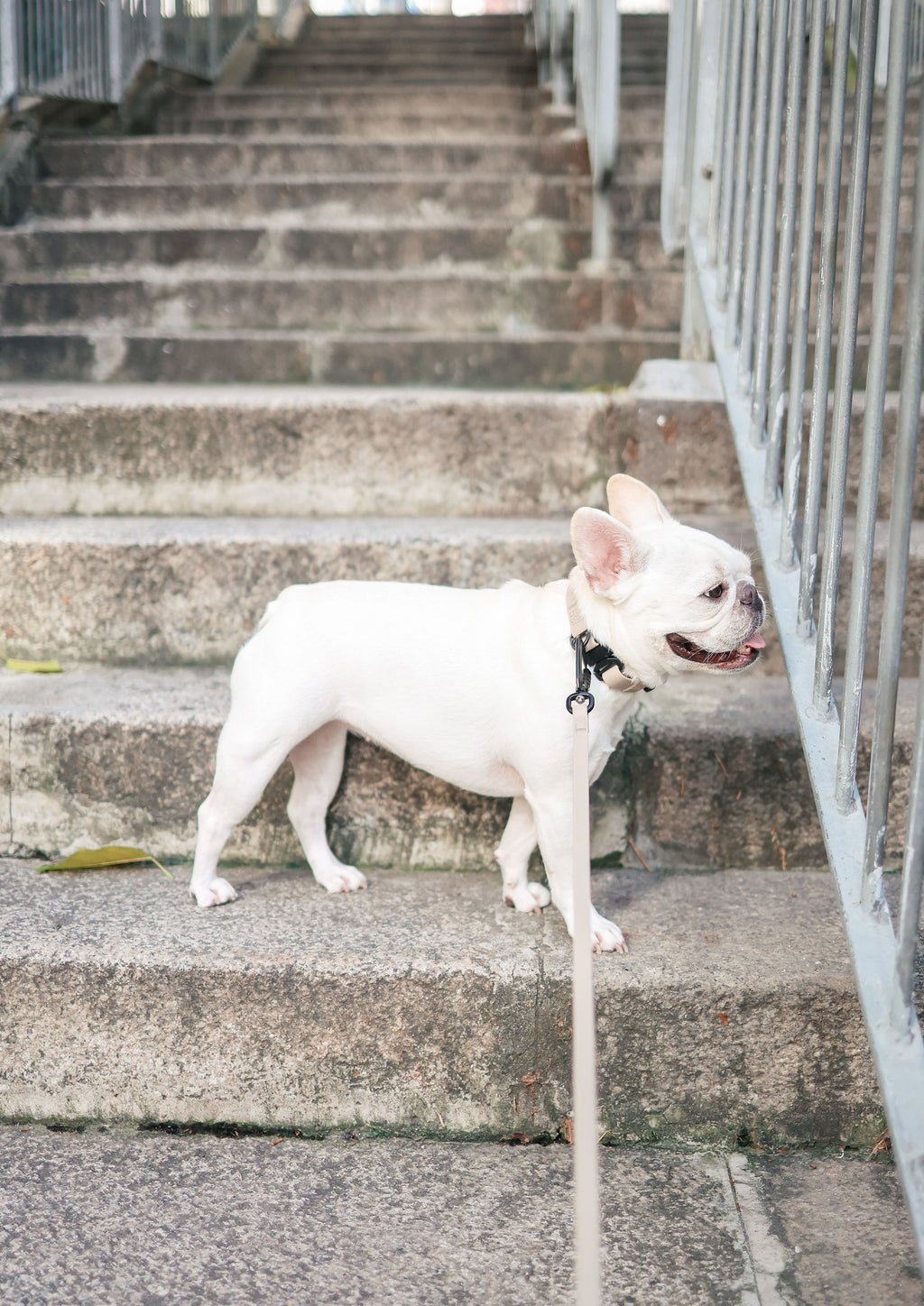 APEX Ultralight + Skinny Leash