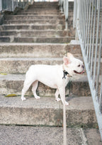 APEX Ultralight + Skinny Leash