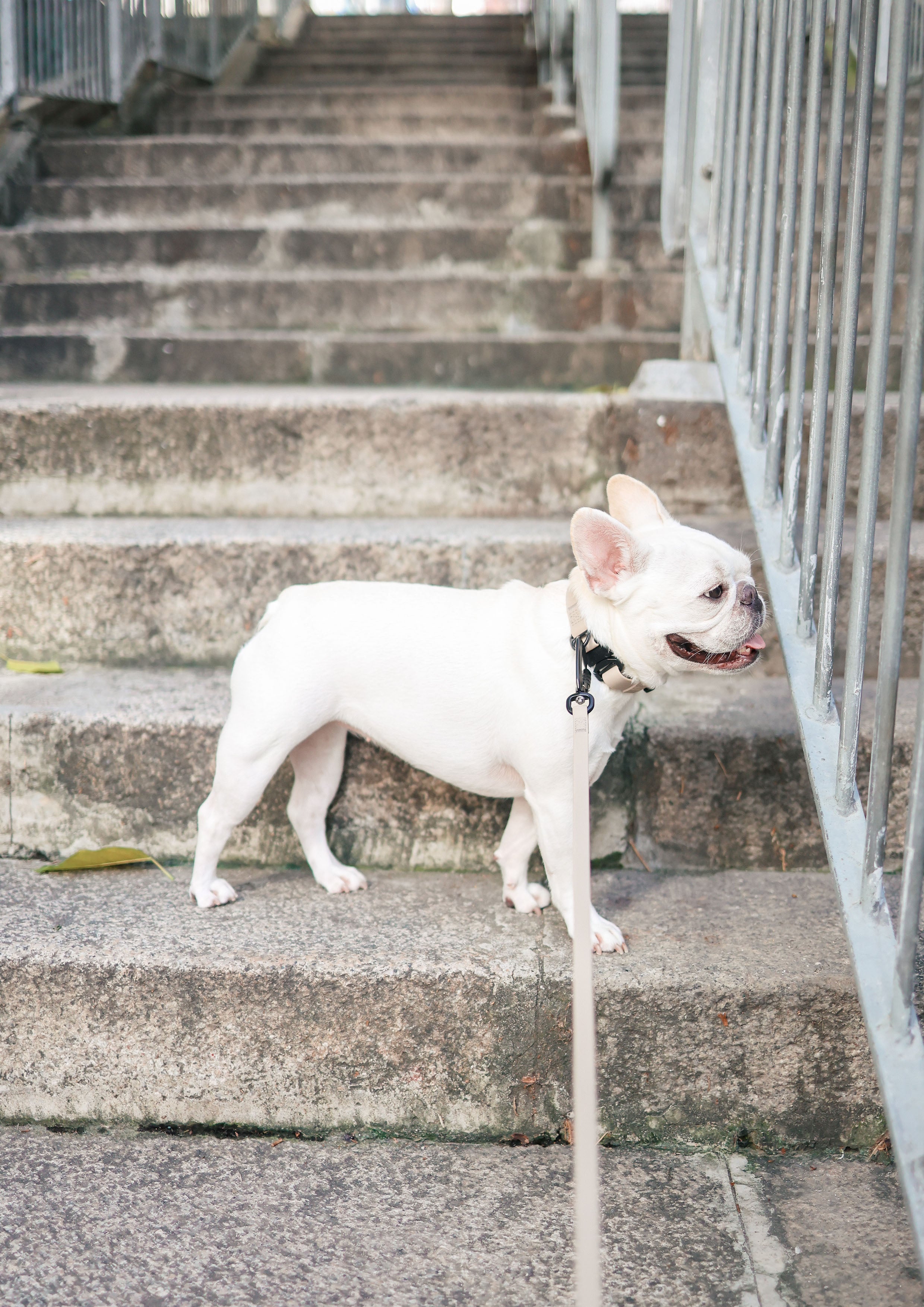 APEX Ultralight + Skinny Leash