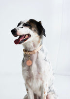 BUTTERO Leather Collar