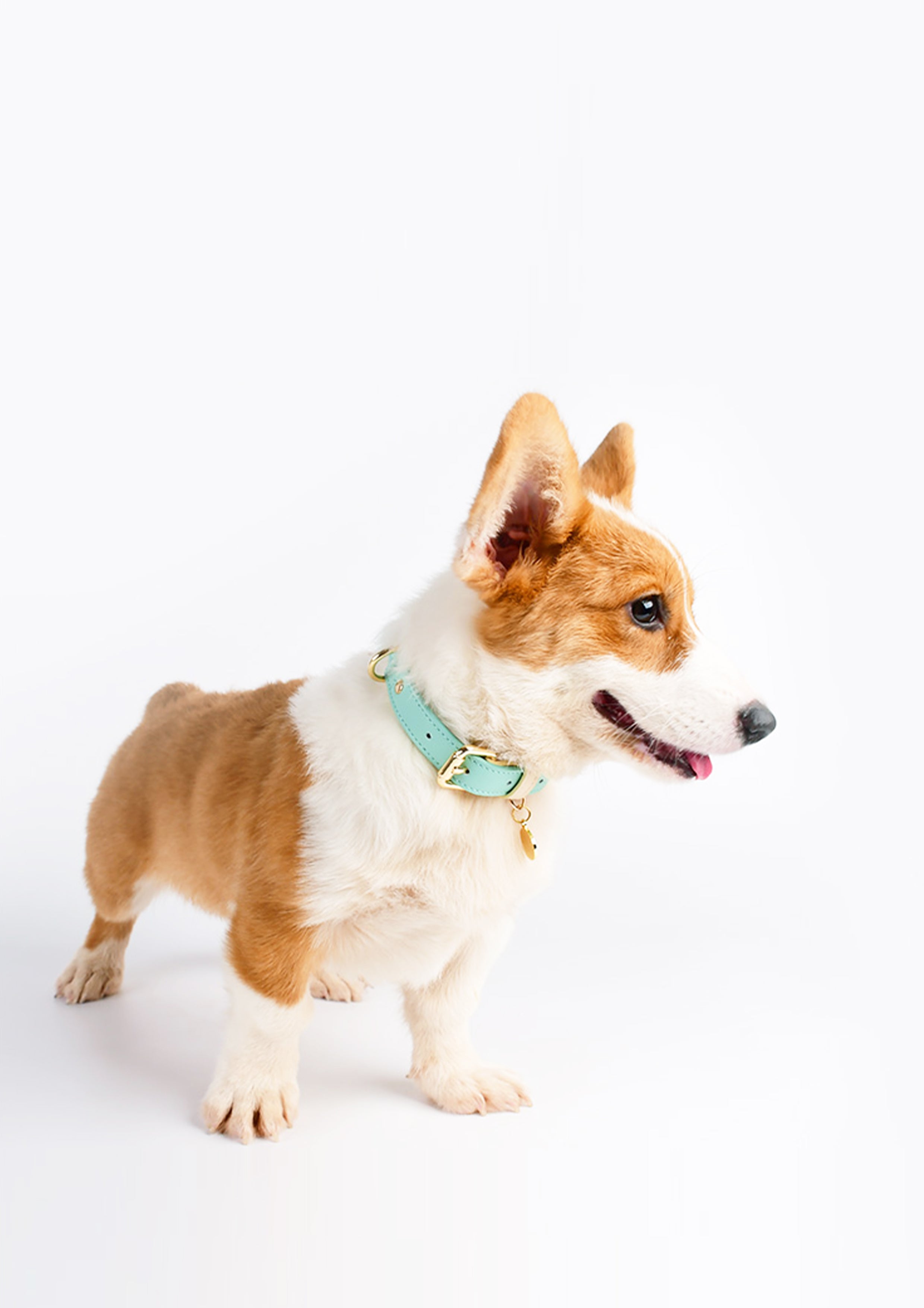 CURIO Collar & Leash Set (Blue)