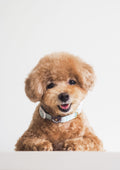 Lite Collar (Pistachio)