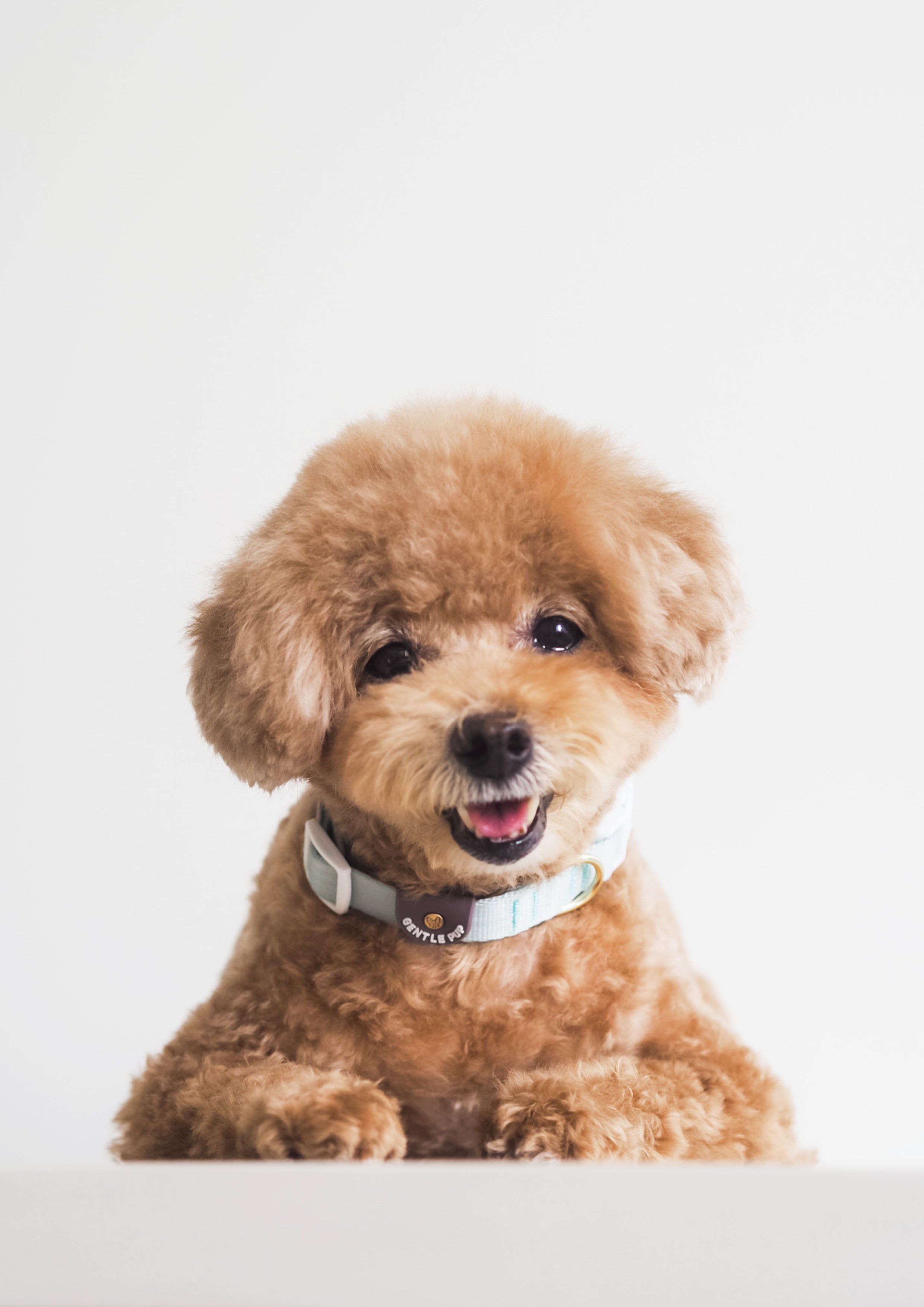 Lite Collar (Pistachio)