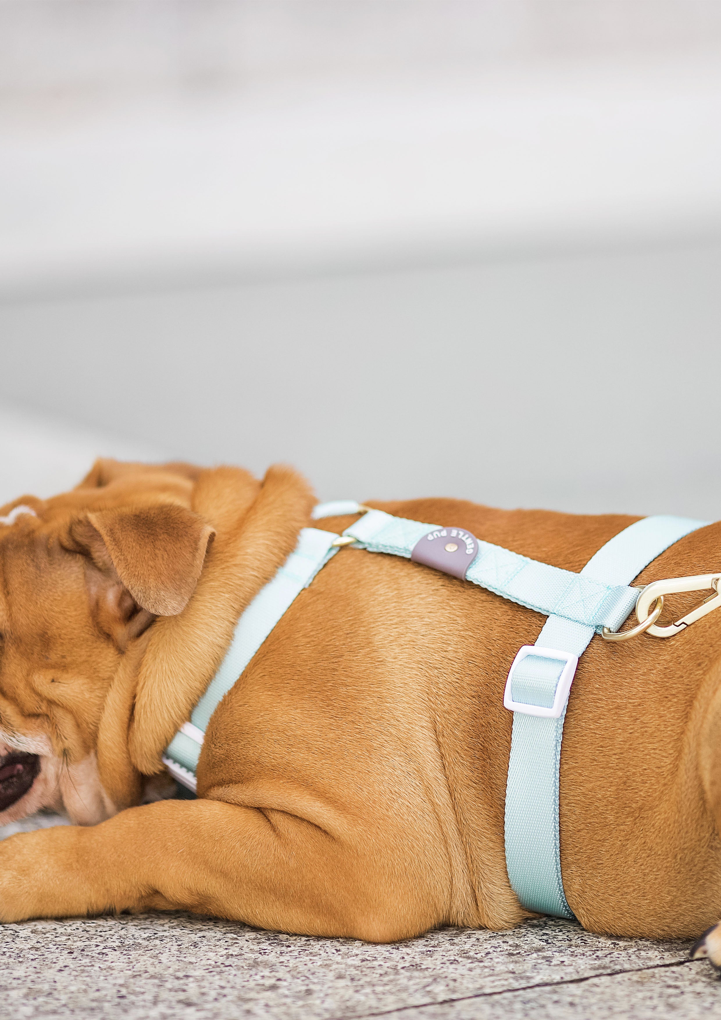 Lite Maxi Harness (Pistachio)