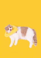 Cheese Cone