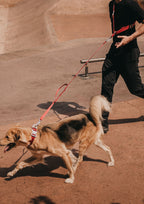 Handsfree Leash Set (Signature Red)