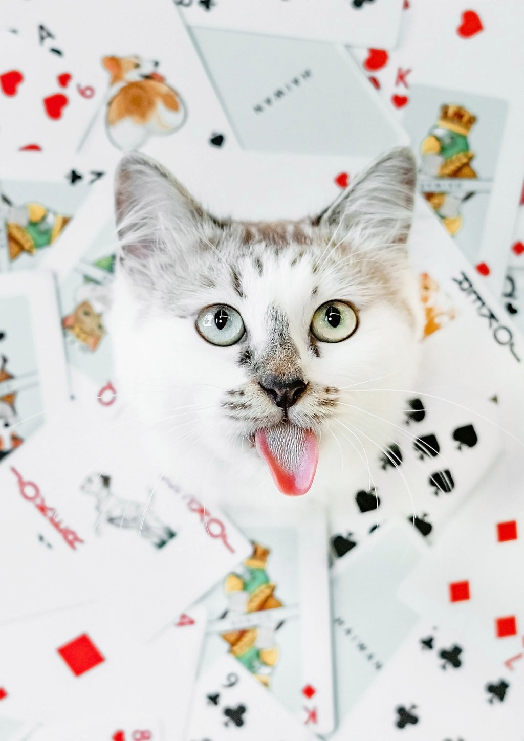 Haiwan Playing Cards
