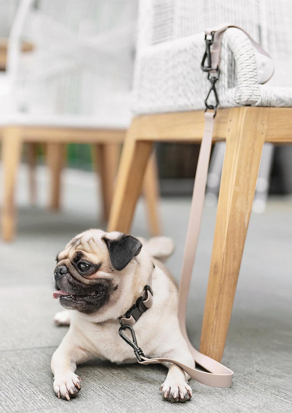 AVA Quick-release Metal Buckle Collar