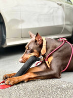Arkika Microfiber Collar