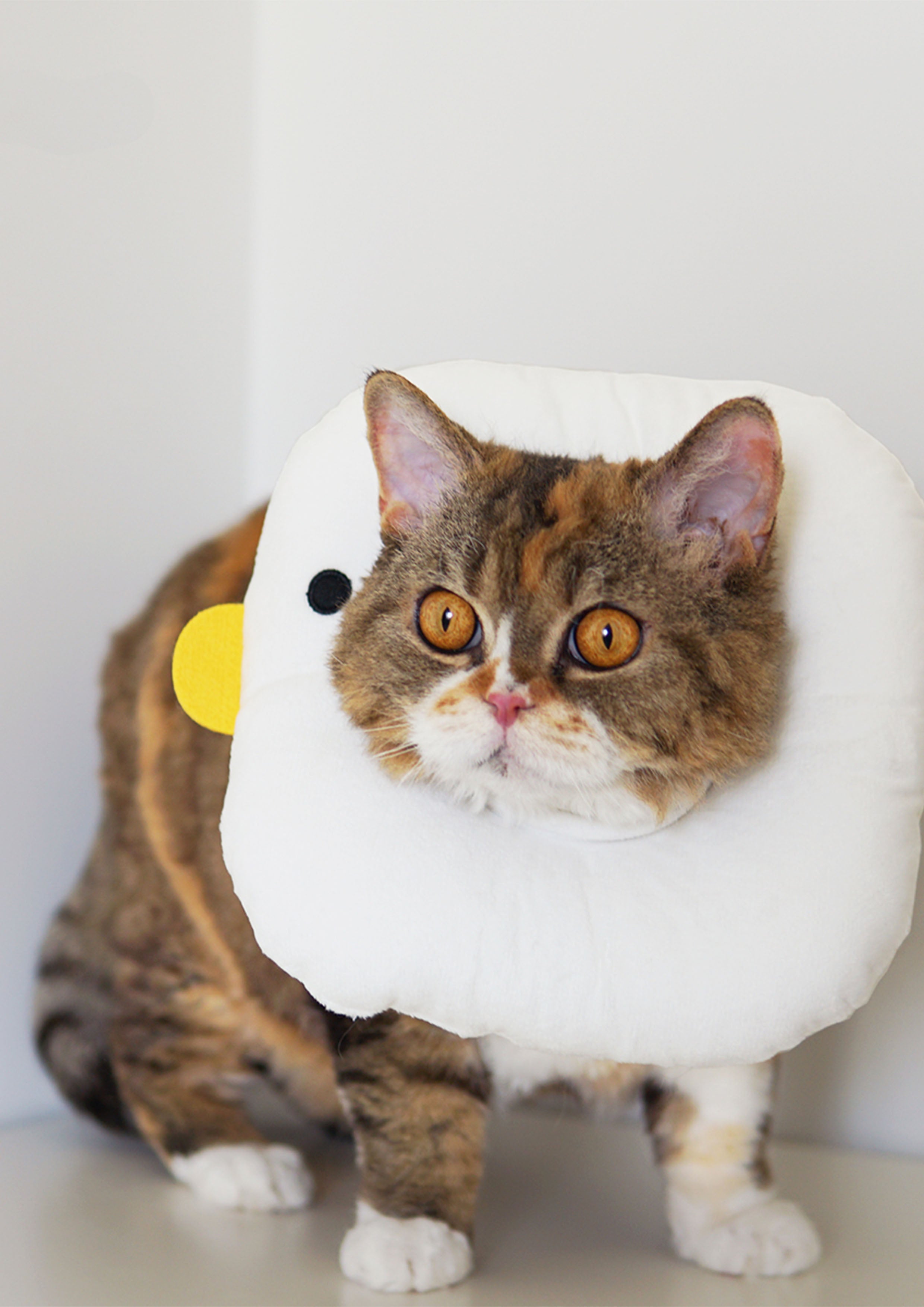 Chicky Cone