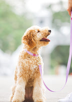 Lite Collar (Taro)