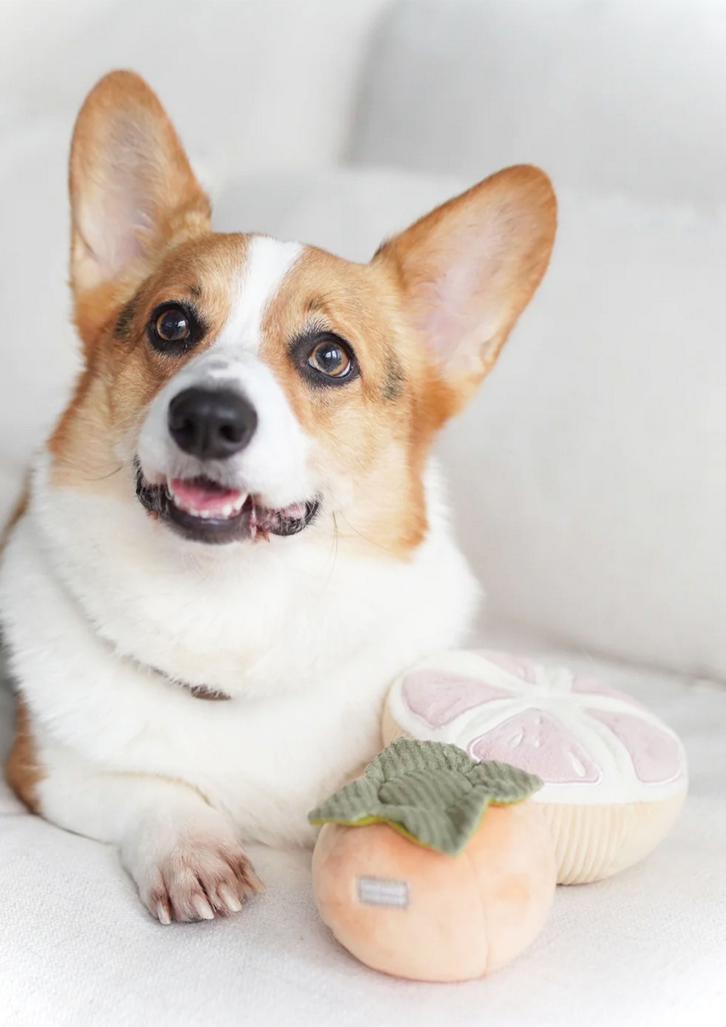 GRAPEFRUIT Squeaky + Snuffle