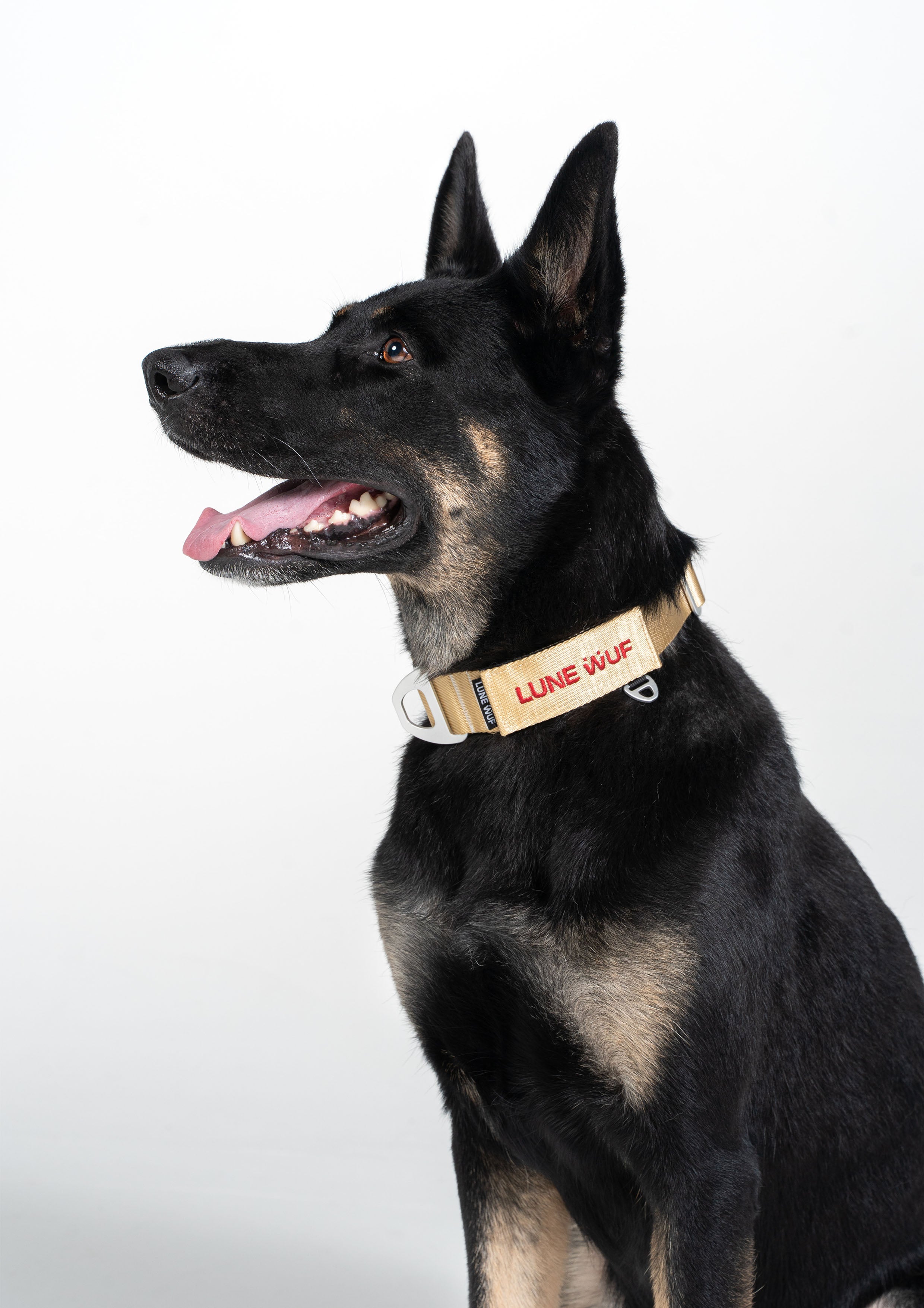 Everyday Collar (Sand Dune)