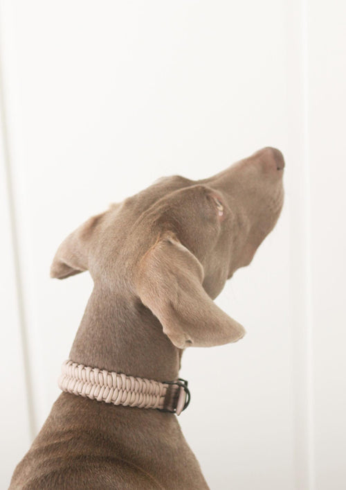 FOSSIL Wide Paracord Collar
