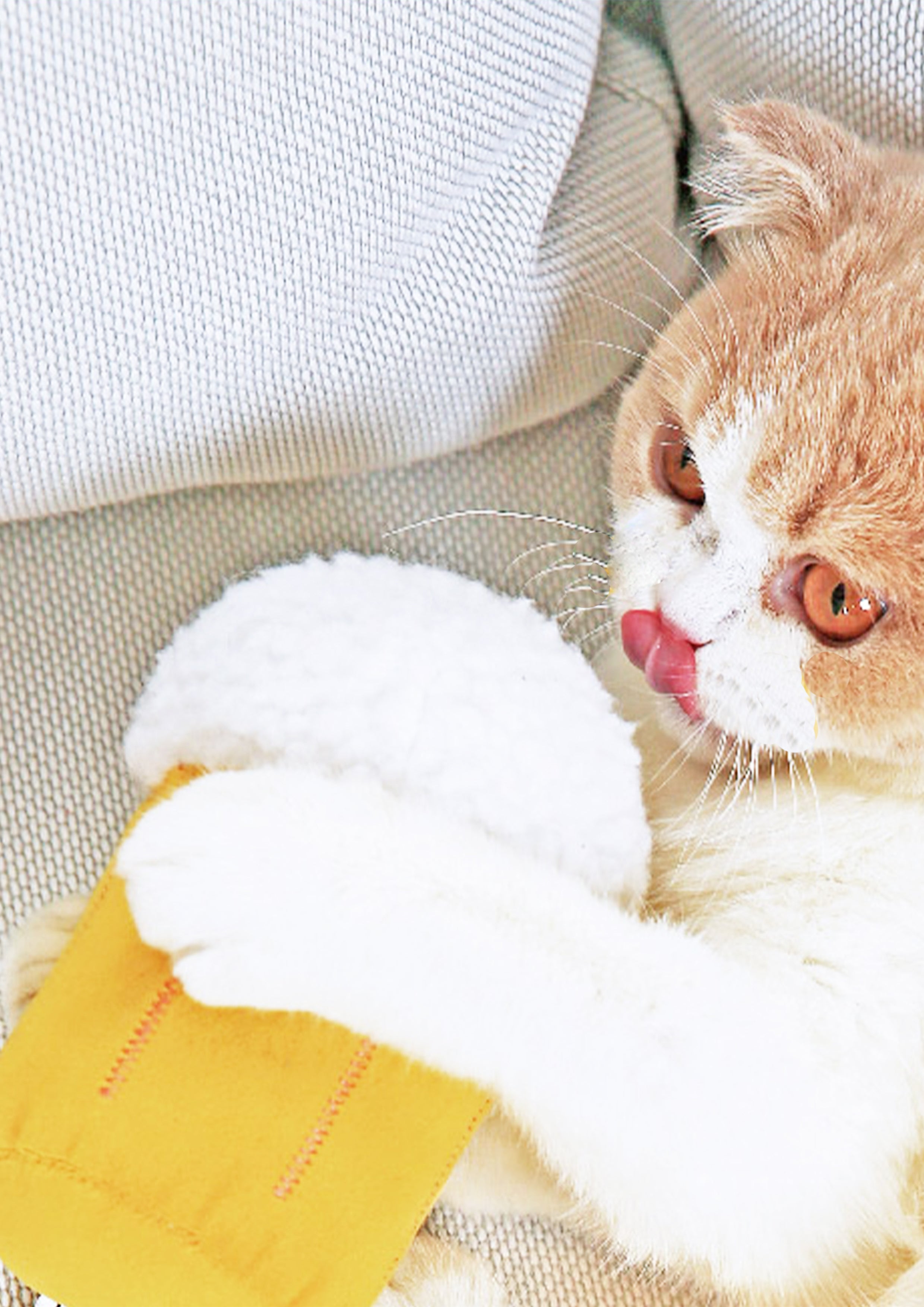 Beer Catnip Toy
