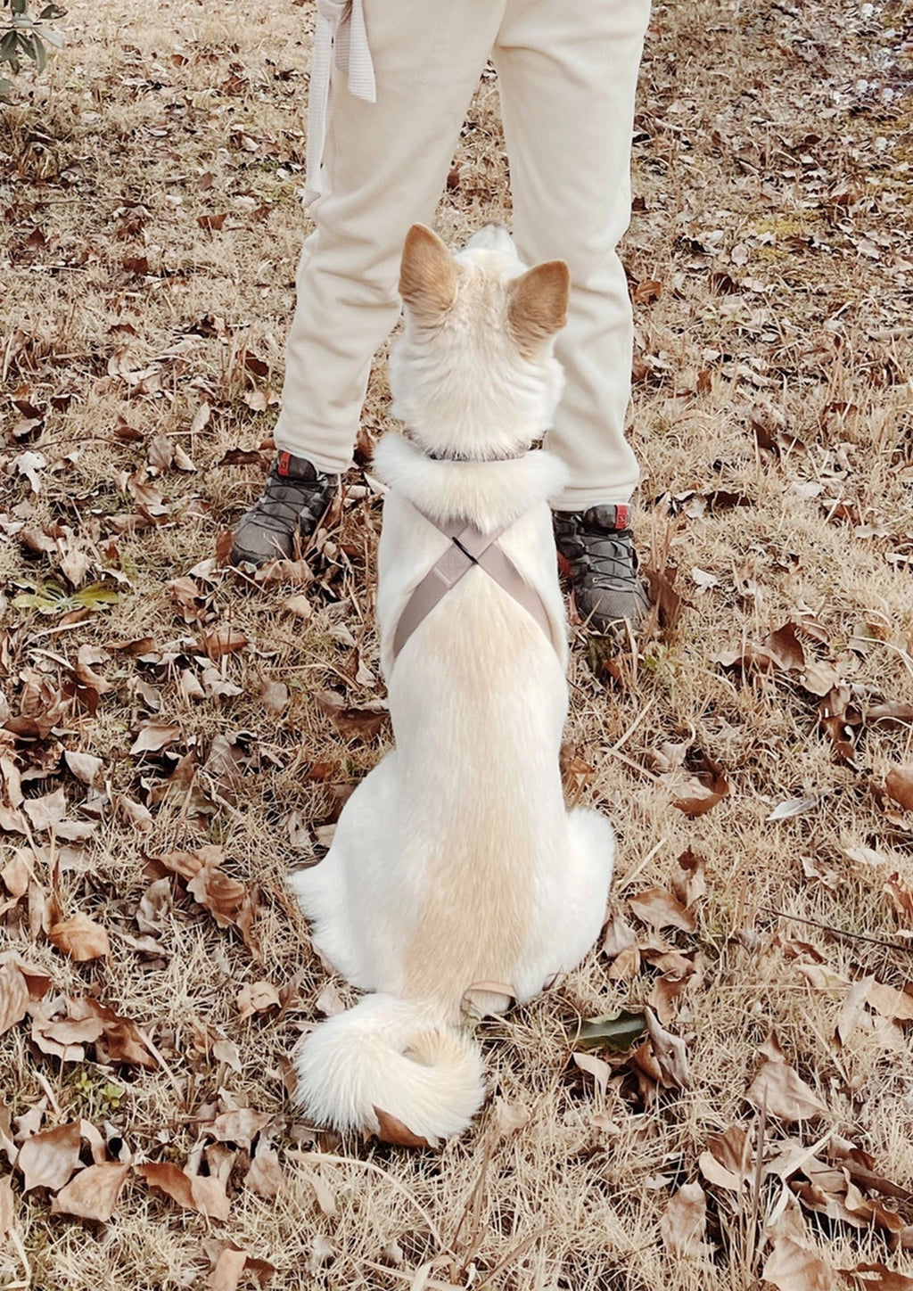 OTTO Figure 8 Harness