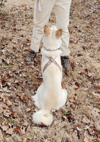 OTTO Figure 8 Harness