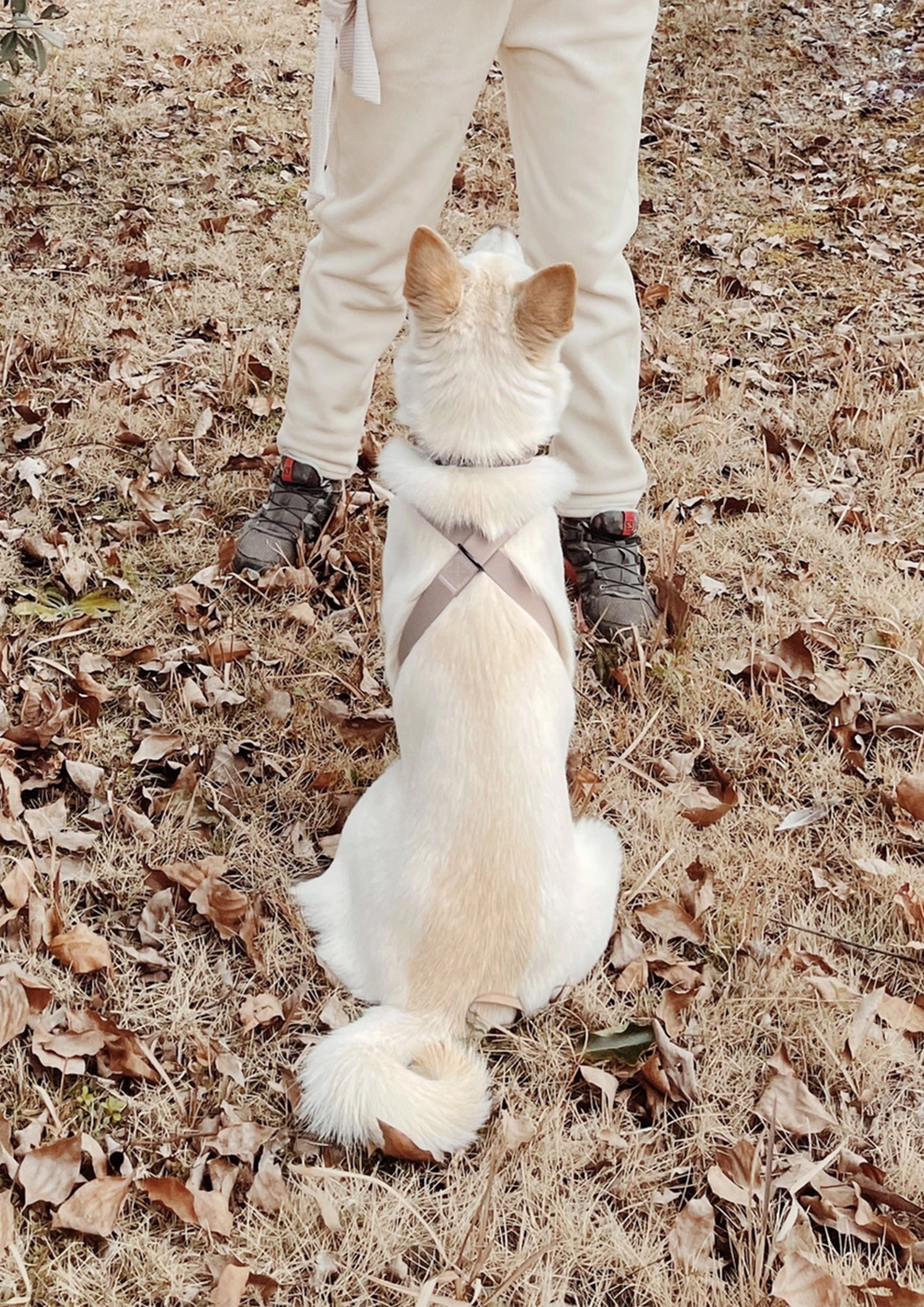 OTTO Figure 8 Harness