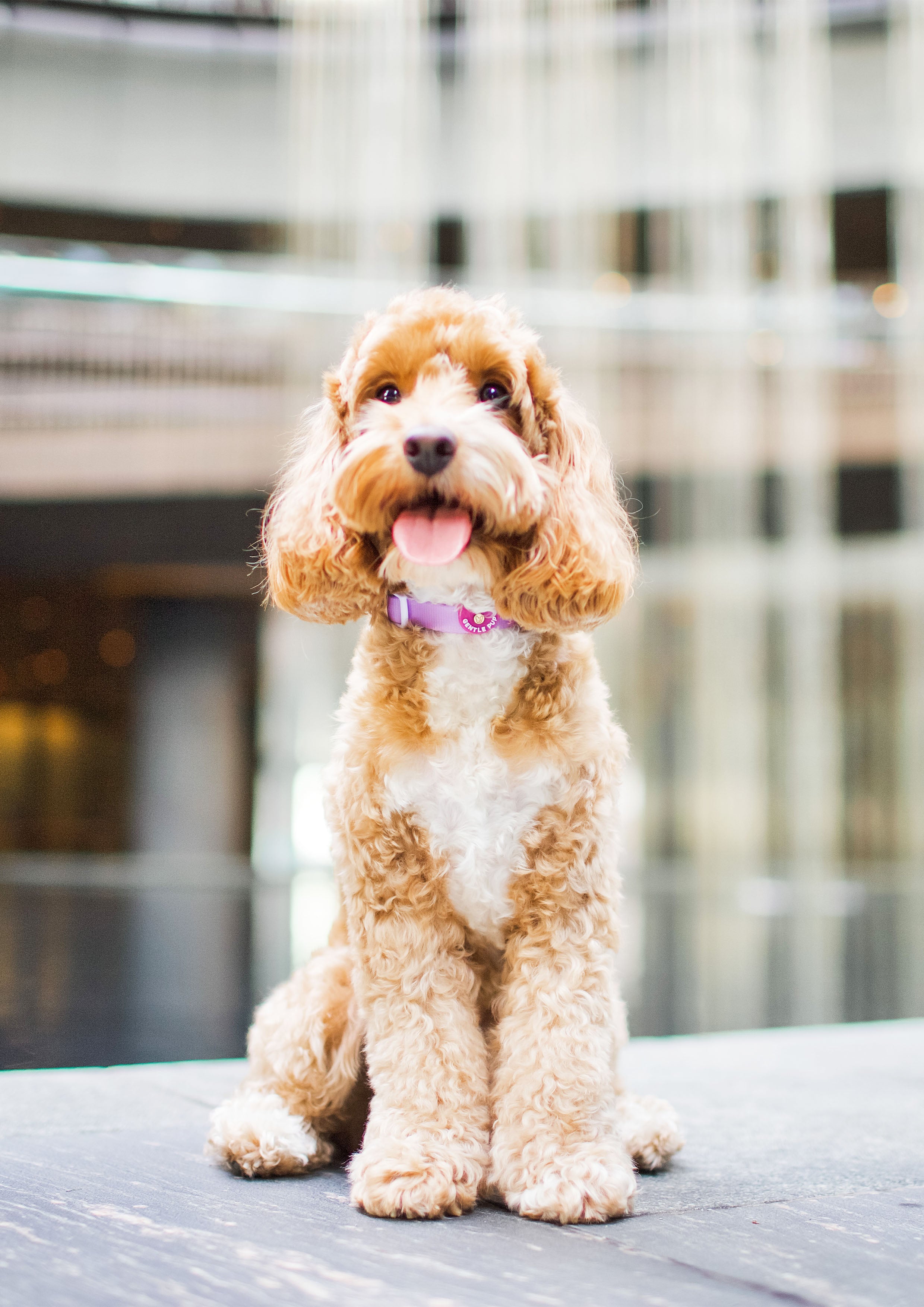 Lite Collar (Taro)