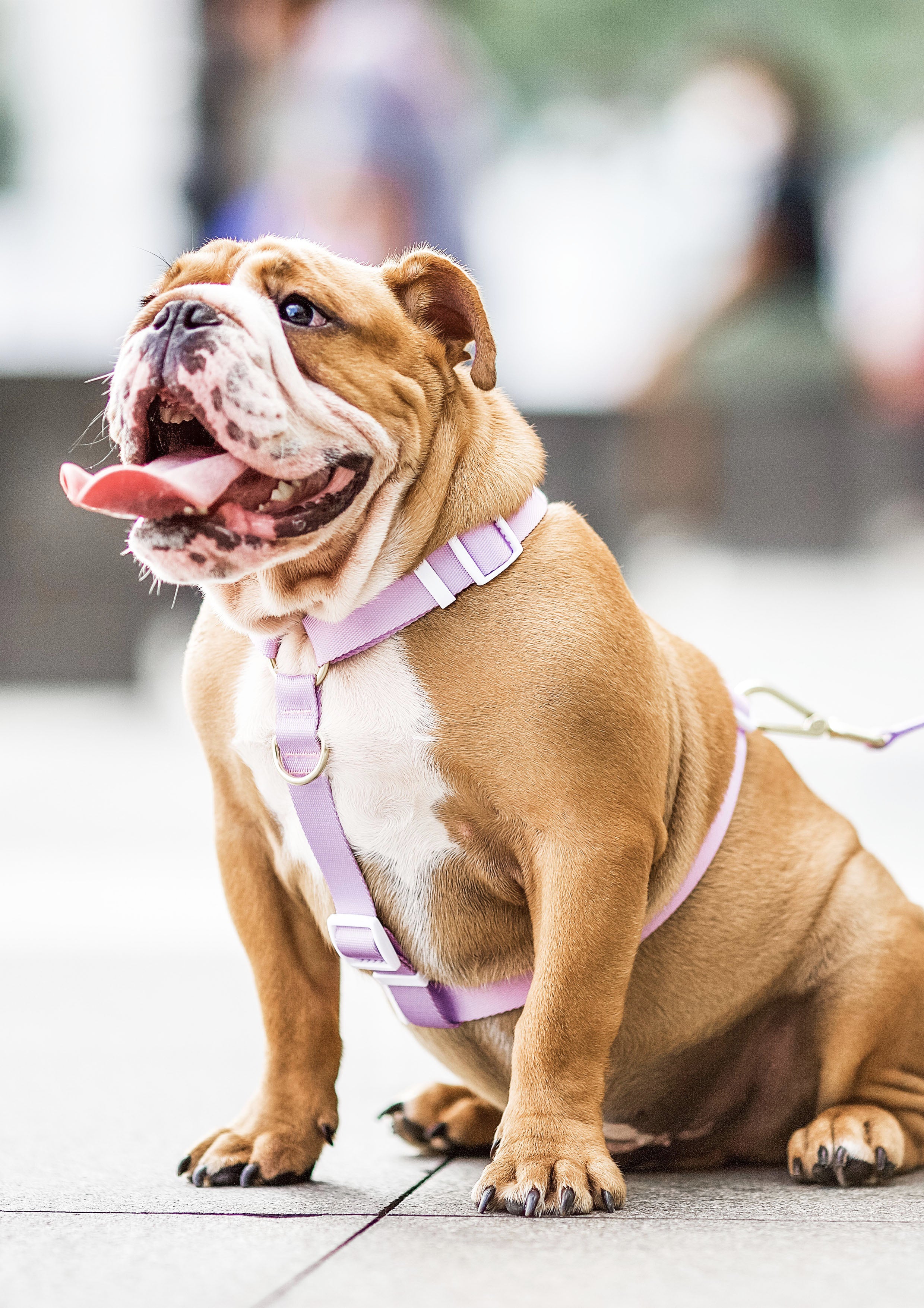 Lite Maxi Harness (Taro)