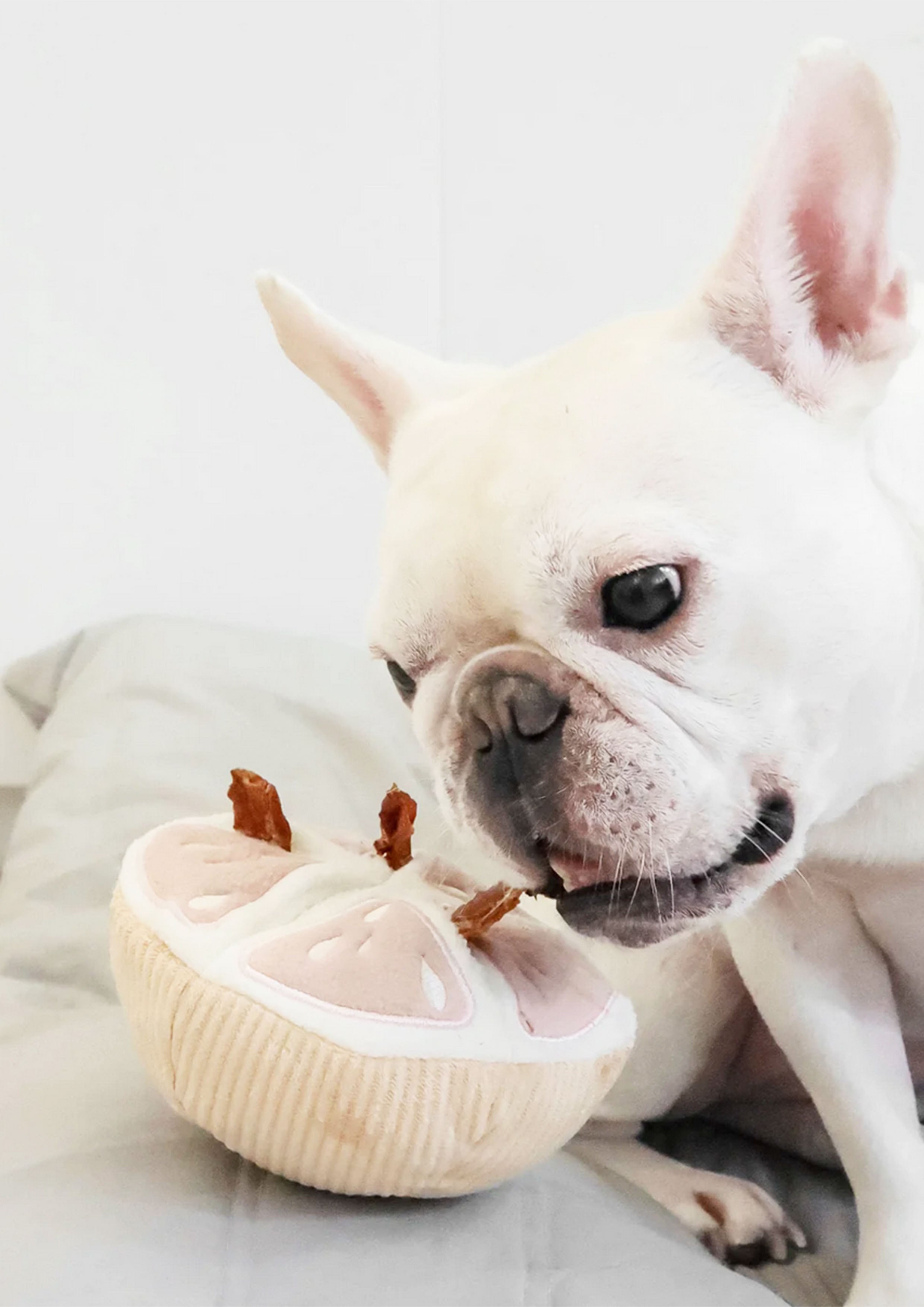 GRAPEFRUIT Squeaky + Snuffle