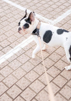 AVA MARTINGALE Quick-release Metal Buckle Collar