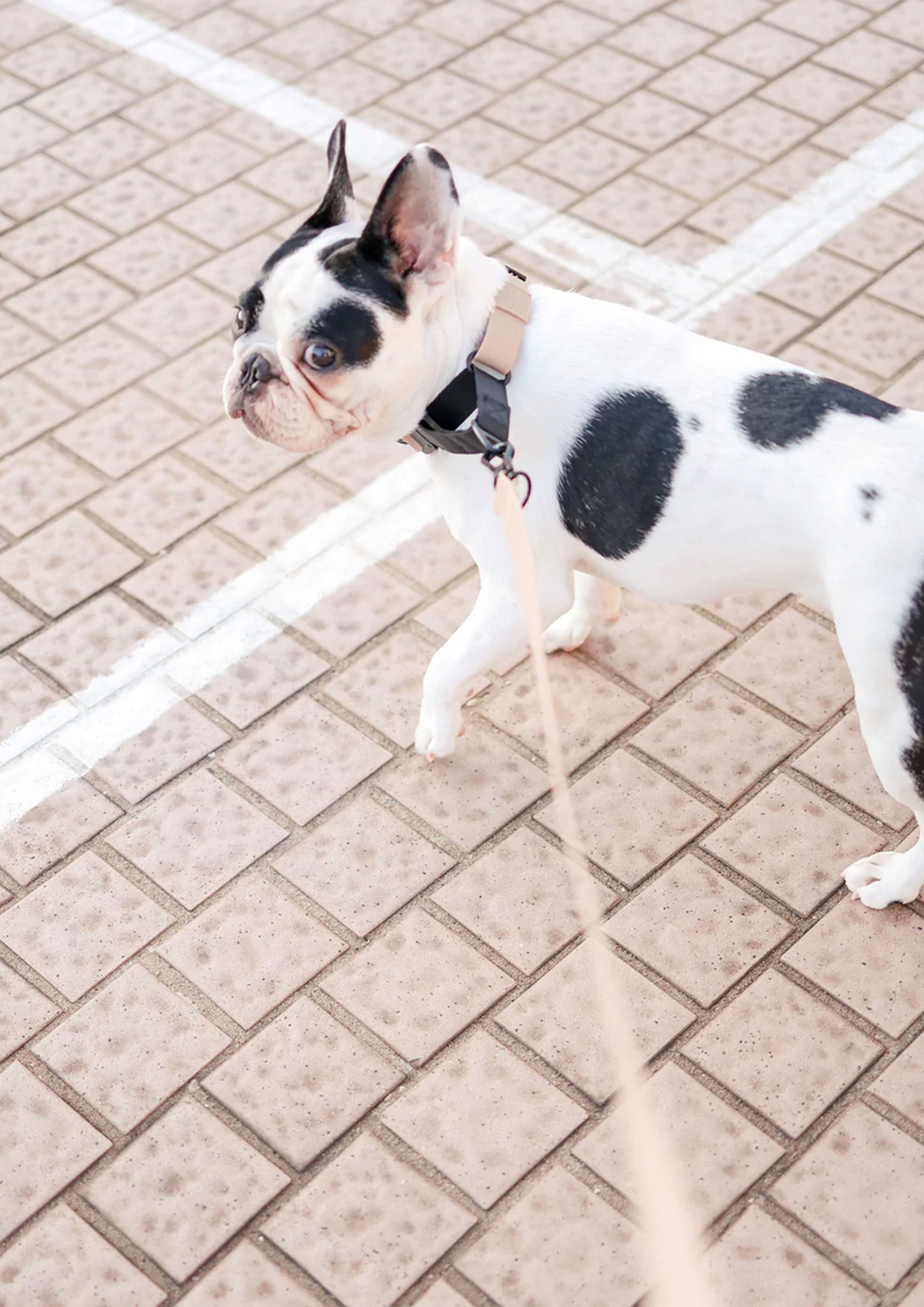 AVA MARTINGALE Quick-release Metal Buckle Collar