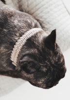 FOSSIL Paracord Collar