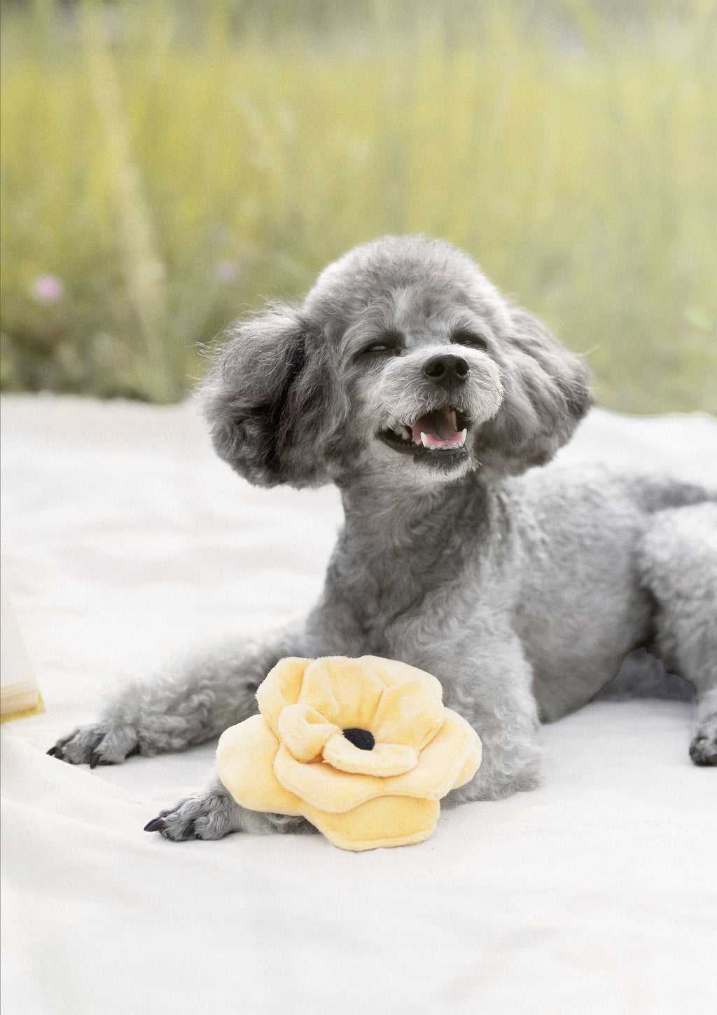 POPPY S Snuffle + Squeaky