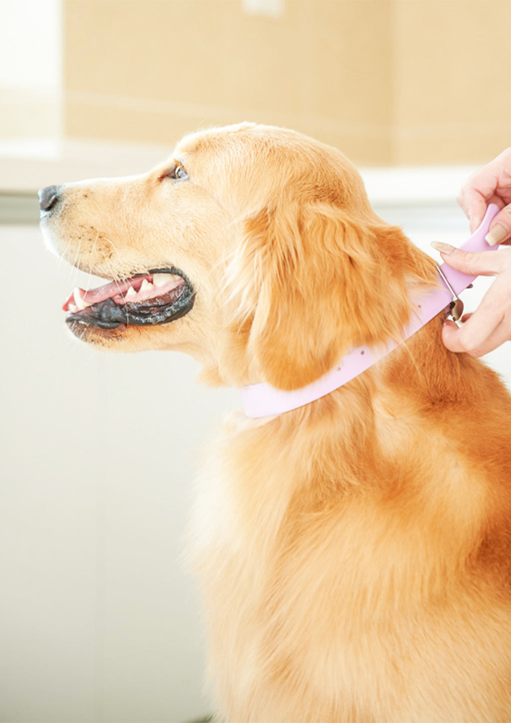 Splash Collar