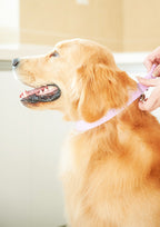 Splash Collar