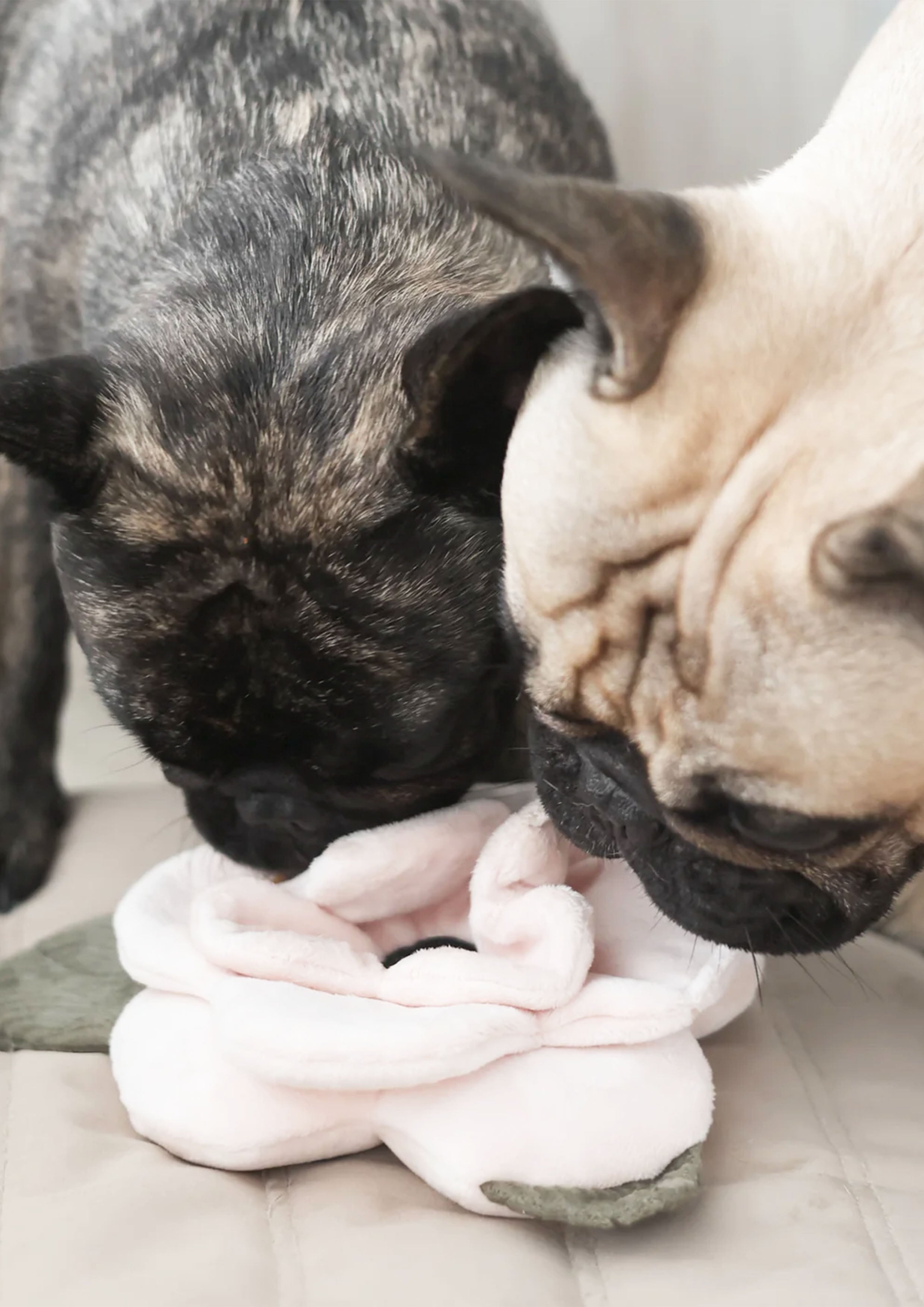 POPPY L Snuffle + Squeaky