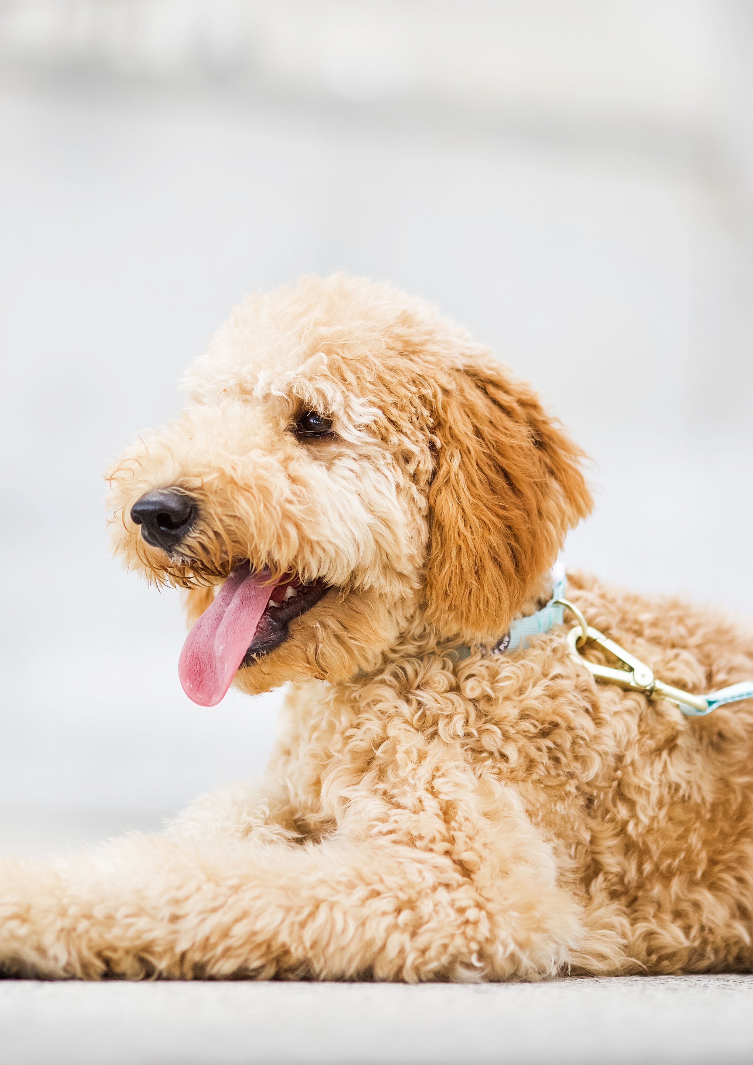 Lite Collar (Pistachio)