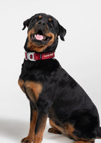 Everyday Collar (Signature Red)