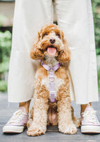 Lite Maxi Harness (Taro)