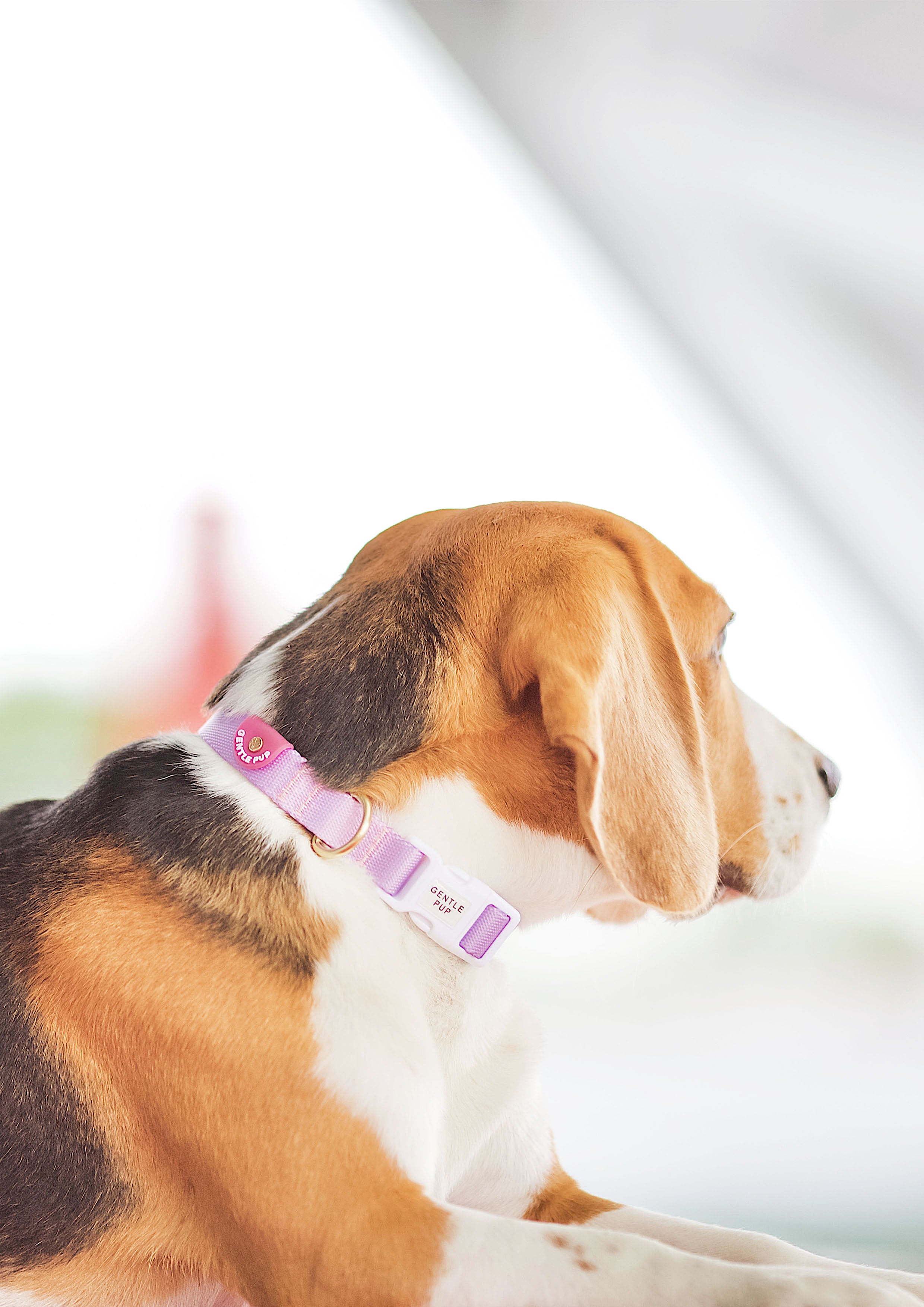 Lite Collar (Taro)