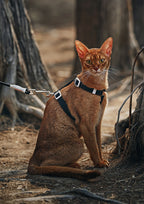 Zooland Harness & Leash Set (Black)