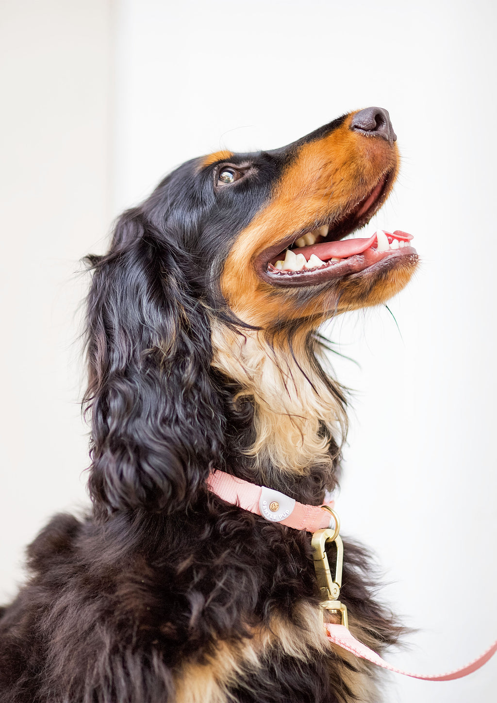 Lite Collar (Camelia)