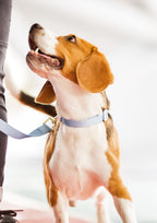 Lite Collar (Cornflower)