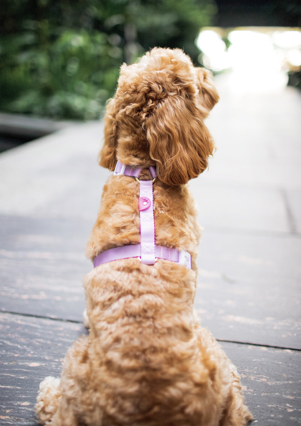 Lite Maxi Harness (Taro)